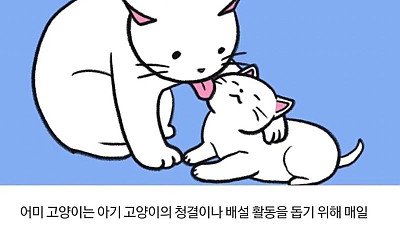 재미로 보는 고양이 행동 방식