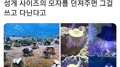 성게는 스스로를 보호하기 위해