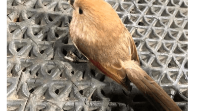 창문에 머리박고 기절한 뱁새