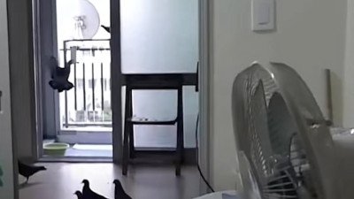 환기할려고 문열어놨는데 어캄..?!ㅠㅠ